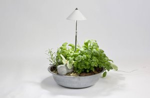 Lampa LED do roślin Venso E504 110 SUNLiTE  230 V LED wbudowany na stałe 7 W   1 szt.