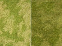 Natura + ''łąka naturalna'', 25 x 25 cm NOCH 07472 Flora rośliny 1 szt.